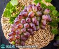 2021年4月26日茉莉香萄葡价格行...