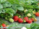 2021年4月26日红颜草莓价格行情...