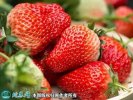 2021年4月26日奶油草莓价格行情...