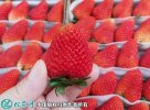 2021年4月26日蒙特瑞草莓价格行...