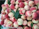 2021年4月26日桃子价格行情、今...