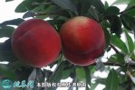 2021年4月26日毛桃价格行情、今...