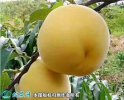 2021年4月26日锦绣黄桃价格行情...