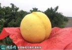 2021年4月26日黄金蜜桃价格行情...