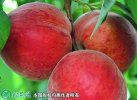2021年4月26日红不软桃价格行情...