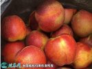 2021年4月26日中油油桃价格行情...