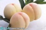 2021年4月26日白桃价格行情、今...