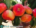 2021年4月26日油蟠桃价格行情、...