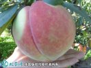 2021年4月26日中华寿桃价格行情...