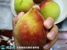 2021年4月26日鹰嘴蜜桃价格行情...