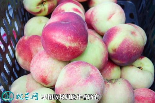 2021年4月27日苹果桃价格行情、今日苹果桃多少钱一斤?