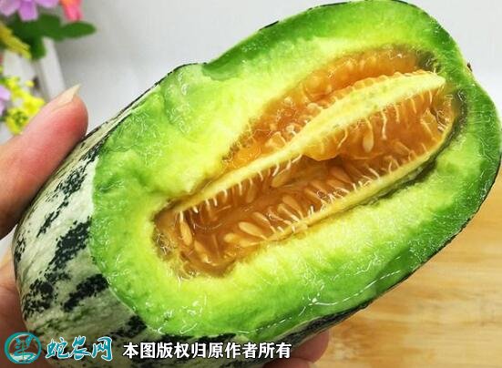 2021年4月27日博洋甜瓜价格行情、今日博洋甜瓜多少钱一斤?