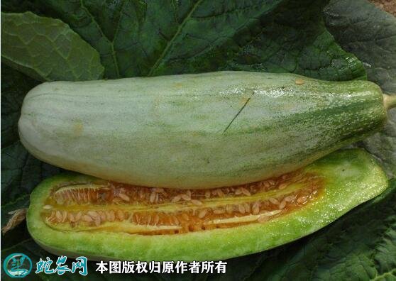 2021年4月27日羊角蜜甜瓜价格行情、今日羊角蜜甜瓜多少钱一斤?