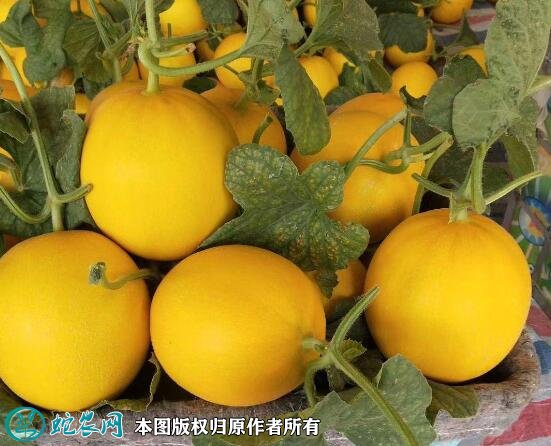 2021年4月27日久红瑞甜瓜价格行情、今日久红瑞甜瓜多少钱一斤?