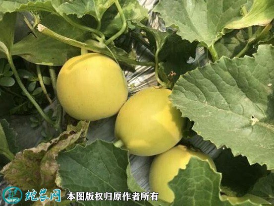 2021年4月27日星甜甜瓜价格行情、今日星甜甜瓜多少钱一斤?