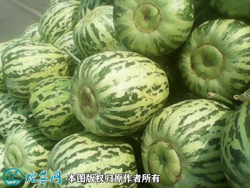 2021年4月27日花蕾甜瓜价格行情、今日花蕾甜瓜多少钱一斤？