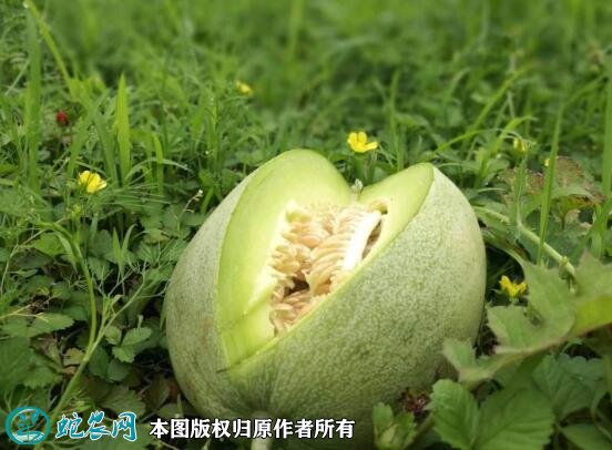 2021年4月27日景甜甜瓜价格行情、今日景甜甜瓜多少钱一斤?