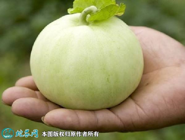 2021年4月27日翠梨甜瓜价格行情、今日翠梨甜瓜多少钱一斤?