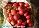 2021年4月27日126油桃价格行...