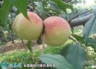 2021年4月27日秋蜜桃价格行情、...