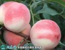 2021年4月27日白凤桃价格行情、...