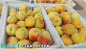 2021年4月27日83黄桃价格行情...