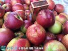 2021年4月27日518油桃价格行...