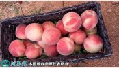 2021年4月27日美脆桃价格行情、...