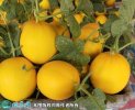 2021年4月27日久红瑞甜瓜价格行...