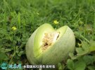2021年4月27日景甜甜瓜价格行情...