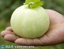 2021年4月27日翠梨甜瓜价格行情...