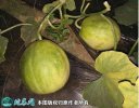 2021年4月27日金妃香瓜价格行情...