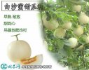 2021年4月27日白莎蜜甜瓜价格行...
