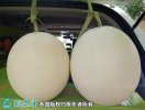 2021年4月27日甜红玉甜瓜价格行...