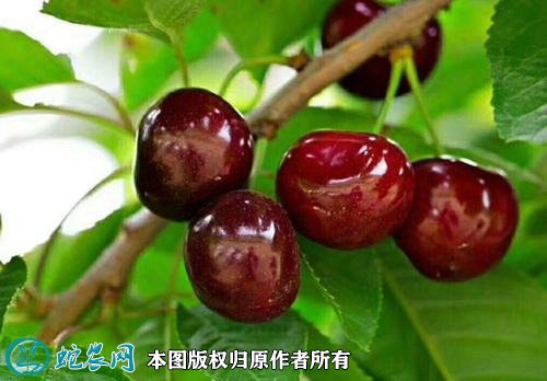 2021年4月28日美早樱桃价格行情、今日美早樱桃多少钱一斤?