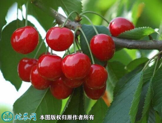 2021年4月28日红灯樱桃价格行情、今日红灯樱桃多少钱一斤?