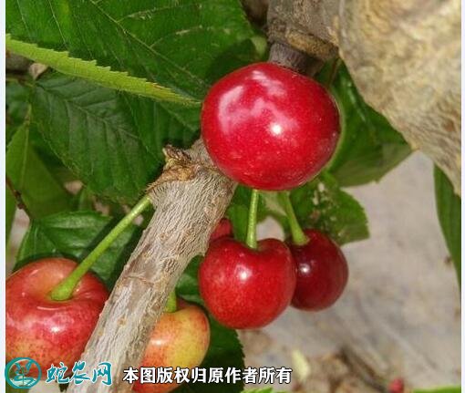 2021年4月28日早大果樱桃价格行情、今日早大果樱桃多少钱一斤?