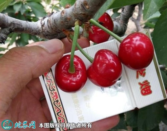 2021年4月28日先锋樱桃价格行情、今日先锋樱桃多少钱一斤?