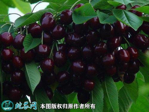 2021年4月28日黑珍珠樱桃价格行情、今日黑珍珠樱桃多少钱一斤?