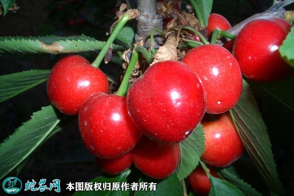 2021年4月28日萨米脱樱桃价格行情、今日萨米脱樱桃多少钱一斤?