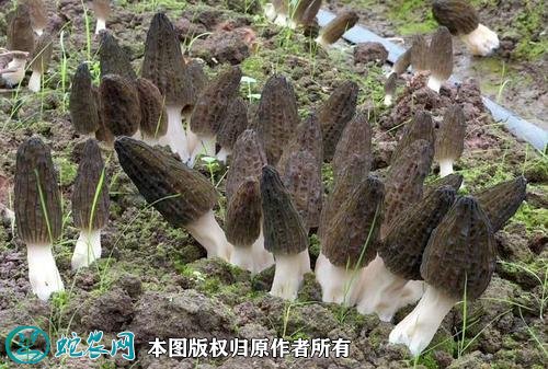 2021年4月28日羊肚菌价格行情、今日干羊肚菌多少钱一斤?