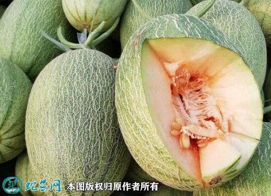 2021年4月28日晓蜜25号价格行情、今日西州蜜25号哈蜜瓜多少钱一斤?