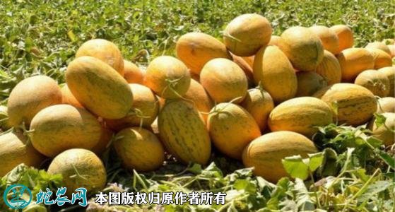 2021年4月28日新疆哈蜜瓜价格行情、今日新疆哈蜜瓜多少钱一斤?