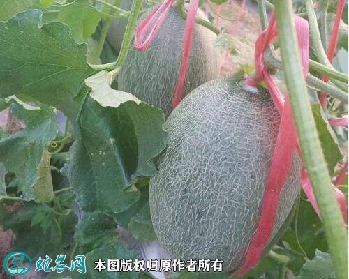 2021年4月28日长香玉价格行情、今日长香玉哈蜜瓜多少钱一斤?