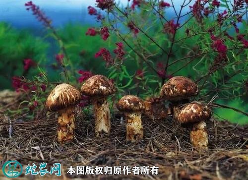 2021年4月28日松茸价格行情、今日鲜干松茸各多少钱一斤？