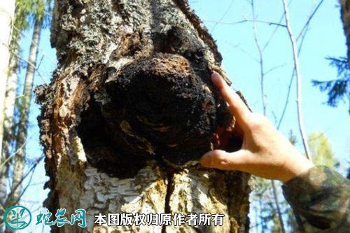 2021年4月28日白桦茸价格行情、今日白桦茸多少钱一斤？