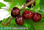 2021年4月28日美早樱桃价格行情...