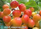 2021年4月28日黄蜜樱桃价格行情...