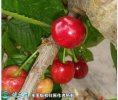 2021年4月28日早大果樱桃价格行...