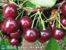 2021年4月28日大紫樱桃价格行情...